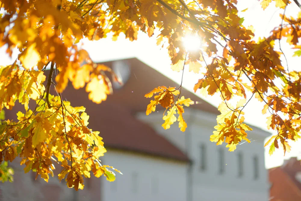 7 Common Health Issues in the Fall & How to Prevent Them