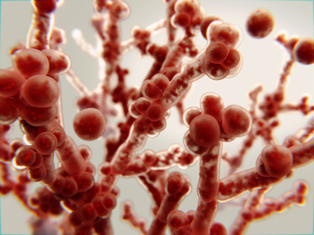 Candida Overgrowth